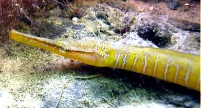 Entelurus aequoreus_012.jpg